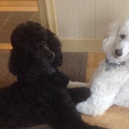 Poodles from HighSpirits Standard Poodles