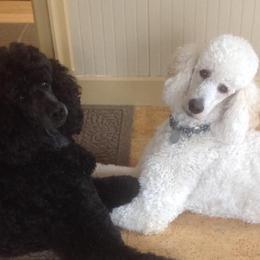 Poodles from HighSpirits Standard Poodles