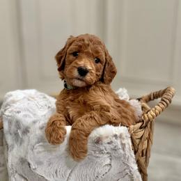 Fluttershy- Teal - Apricot female Goldendoodle puppy in Bay City, Texas from Charming Doods Goldendoodles
