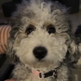 Ruby - Bernedoodle