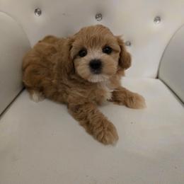 Leslie - Apricot female Maltipoo puppy in Washington from Mt.BakerPoodles&Doodles