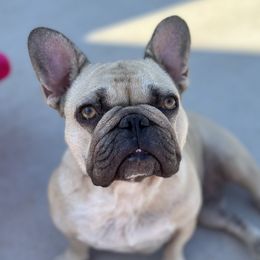 Stassi - French Bulldog