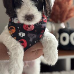 Huddle - Parti male Goldendoodle puppy in Escalon, California from Miley&Co.