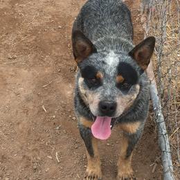 Australian Cattle Dogs from Bunker's Australian Cattle Dogs