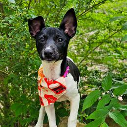 Freyja - Rat Terrier