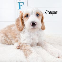 Jasper - Caramel red Australian Labradoodle puppy in Rising Fawn, Georgia from Novalie Australian Labradoodles