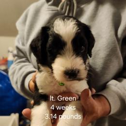Lt. Green male - Black and white male Bernedoodle puppy in Fairmount, Indiana from Capens' Doodles,Poodles and Poo's