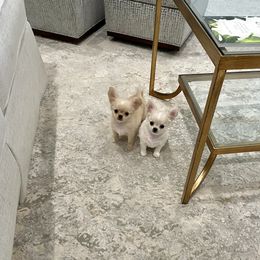 Chihuahua Puppies from Bijou Chihuahua’s