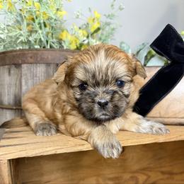 Boy 2 - Gold male Shih Tzu puppy in Lexington, North Carolina from SCS Shih Tzus