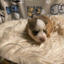Cinnamon - Red and white male Pomsky puppy in Blackfoot, Idaho from Snake River Pomskys