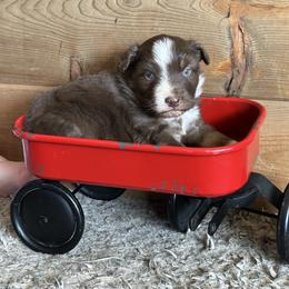 RTM - Red tri-color male Australian Shepherd puppy in Lexington, Nebraska from Osborne's Aussies