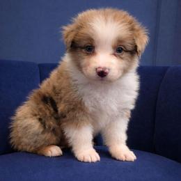 Finn - Red merle male Australian Shepherd puppy in Dulzura, California from Windsong Ranch Aussies