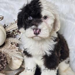 Tackle - Brown and white male Sheepadoodle puppy in Cleveland, Georgia from Jam's Doodles And Poodles