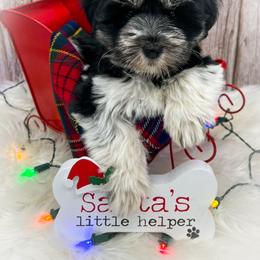 Miniature Schnauzer and Poodle Puppies from Crystal Rose Canines