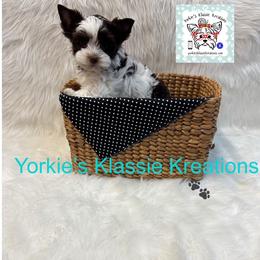 ISABELL - Parti female Yorkshire Terrier puppy in Dierks, Arkansas from Yorkie’s Klassie Kreations