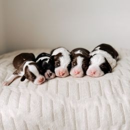 Australian Labradoodle and Goldendoodle Puppies from The Doodle Cove
