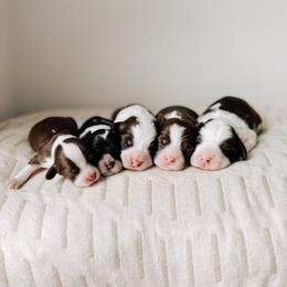 Australian Labradoodle and Goldendoodle Puppies from The Doodle Cove
