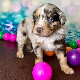 Nadia - Red merle female Australian Shepherd puppy in West Union, Iowa from Boundless Hearts Australian Shepherds LLC