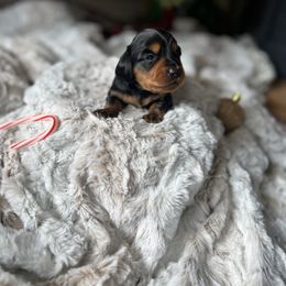 Pink - Black and tan female Dachshund puppy in Casper, Wyoming from Daisy's Doxies & Doodles