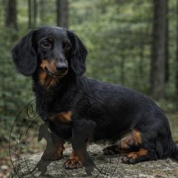 Jelly - Dachshund