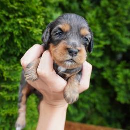 Girl3 - Merle female Cockapoo puppy in Shipshewana, Indiana from Home Raised Cockapoos