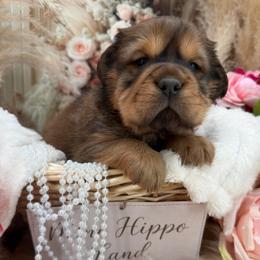 Tubby - Fawn male Companion Cross puppy in Hugo, Oklahoma from Mini hippo land