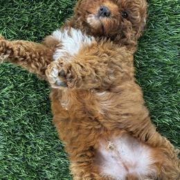 Goldendoodle Puppies from Anna Liu