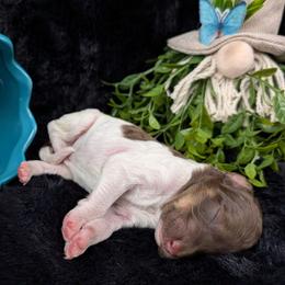 Zeus - Phantom male Poodle puppy in Mongomery, Texas from Celestial Jewels Poodles