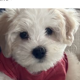 Diver - White male Coton de Tulear puppy in Freeport, Texas from H❤️PE COTONS