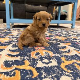 Purple Female - Red female Maltipoo puppy in Ludlow, Missouri from Countryside Doodles and Mohr