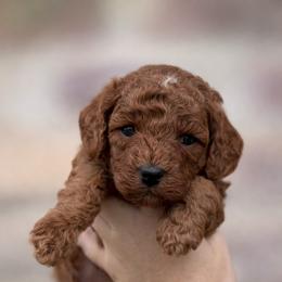 Rocky (brown collar) - Red male Cavapoo puppy in Concord, California from Lipscomb Doodles