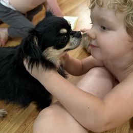 Treasure - Black female Chihuahua puppy in Laurel, Mississippi from Home of Tiny Chihuahuas