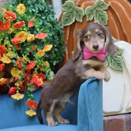Mocca Chocolate and Cream male - Chocolate and cream male Dachshund puppy in Woodbine, Georgia from Walker's Minidachs