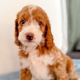 Bo Peep - Apricot female Goldendoodle puppy in Lakeland, Florida from Rolling Oak Doodles