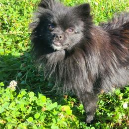 Ebony - Pomeranian