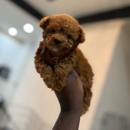 Athena - Red  female Poodle puppy in Texas from Zoway's Poodles