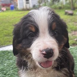 Bernese Mountain Dog Puppies from Emma-Mada's Old Thyme Berners