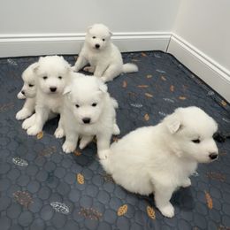 Samoyed Puppies from Southern Roux Samoyeds