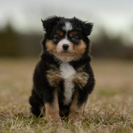 Miniature Australian Shepherd and Toy Australian Shepherd Puppies from Southern Edition Aussies