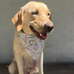 Labradoodles, Labrador Retrievers, and Poodles from Caney Fork Labs and Doodles