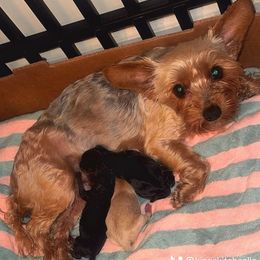 Yorkshire Terrier puppies from KINGZ KENNEL
