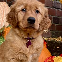 Boy 6 - male Golden Retriever puppy in Woodland Hills, California from Rowan Red Retrievers