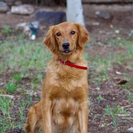 Darla - Golden Retriever
