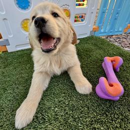 Bailey - Female - Golden female Golden Retriever puppy in Peoria, Arizona from Dani’s Dawgs