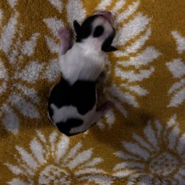 Chihuahua Puppies from Fancy Pants Chihuahua’s