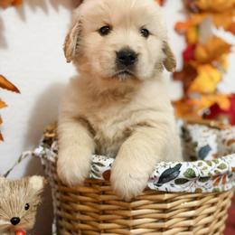 Mr Grey - Golden male Golden Retriever puppy in Overton, Nevada from Sinfully Sweet Kennel