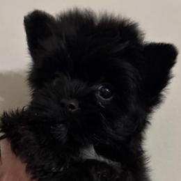 Silk - Black and tan female Yorkshire Terrier puppy in Lafayette, Georgia from Berggipfel Yorkies