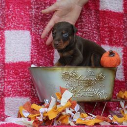 Girl 4 - Red and rust female Doberman Pinscher puppy in Williamston, Sc, South Carolina from Dutton Dog Co & Dalla Grazia Doberman