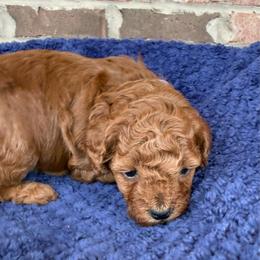Purple collar - Red  female Poodle puppy in Huntsville, Alabama from Flint River Poodles
