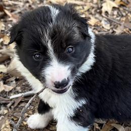 Pepper - Black and white female Border Collie puppy in Paris, Texas from Broadmoor Farm
